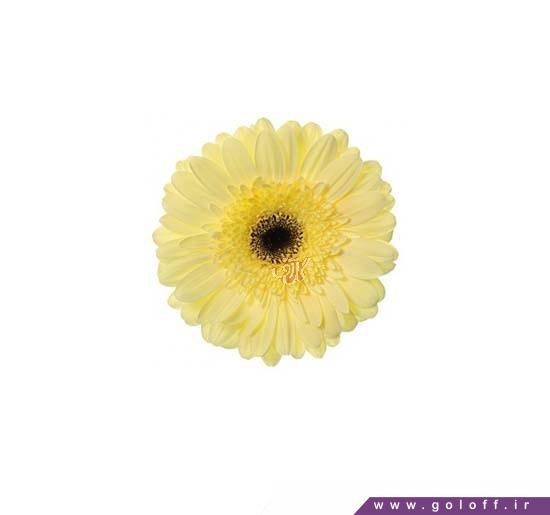 شاخه گل های زیبا - گل ژربرا دونوان - Gerbera | گل آف